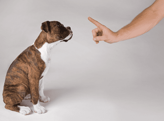 Comment punir mon chien
